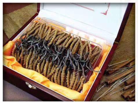 莎车冬虫夏草回收